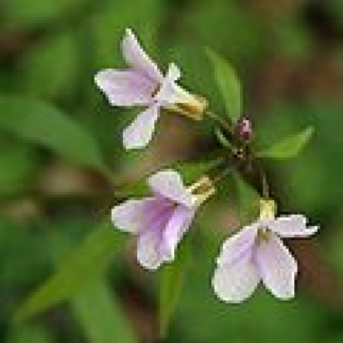 Rezervatia Naturala Stancile Tatarului poza